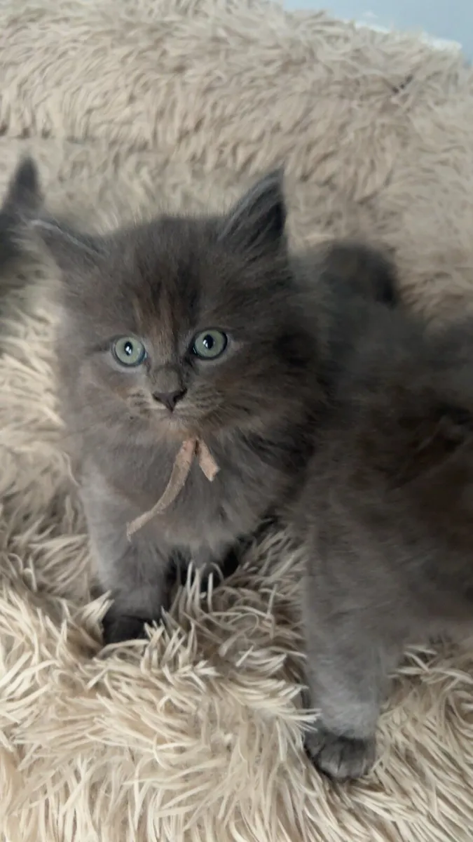 Maine Coon x British Shorthair - Image 3