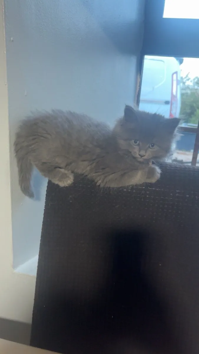 Maine Coon x British Shorthair - Image 4