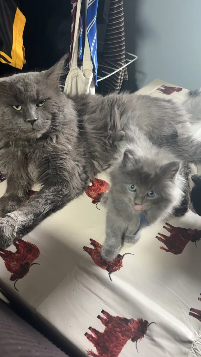 Maine Coon x British Shorthair **One Left** - Image 3