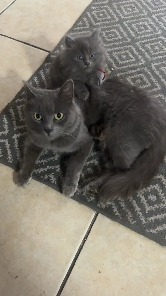 Maine Coon x British Shorthair **One Left** - Image 4