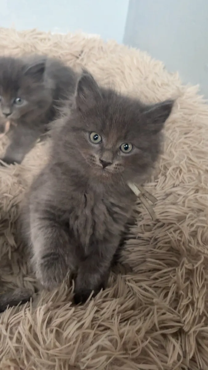 Maine Coon x British Shorthair - Image 1