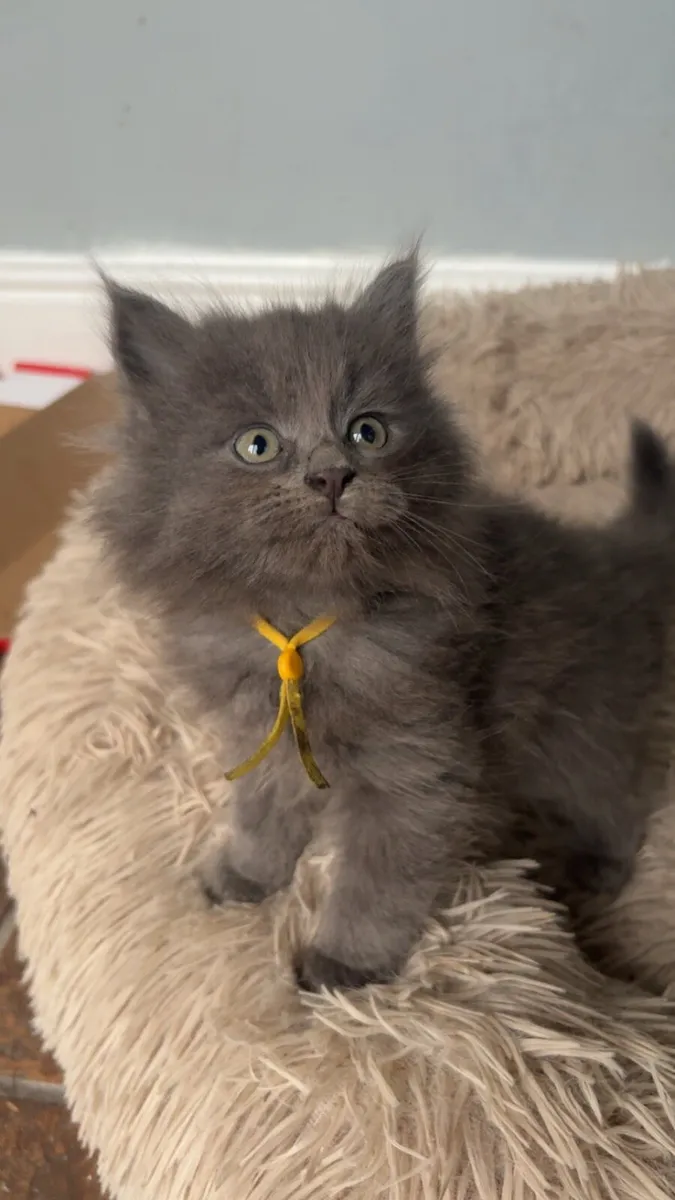 Maine Coon x British Shorthair - Image 2