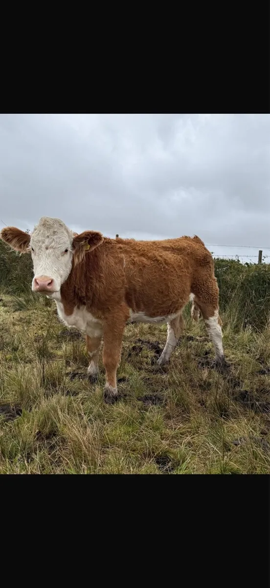 PBR Simmental heifers - Image 1