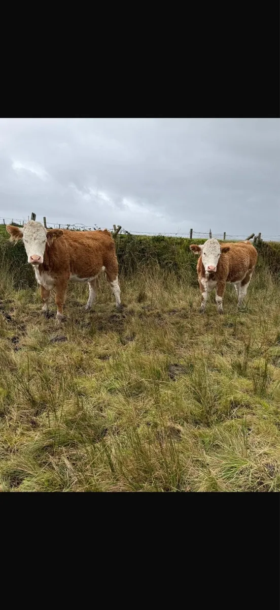 PBR Simmental heifers - Image 2