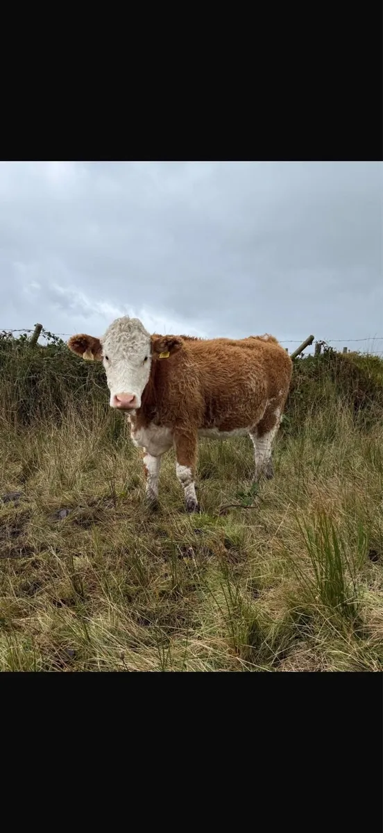 PBR Simmental heifers - Image 3
