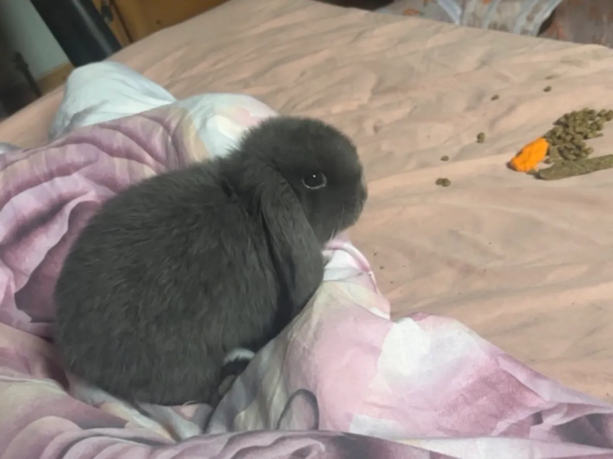 Blue Holland Lop Bunny - Image 1
