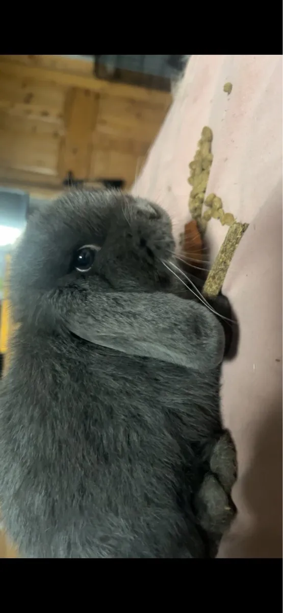 Blue Holland Lop Bunny - Image 2