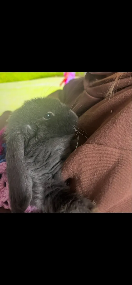 Blue Holland Lop Bunny - Image 3