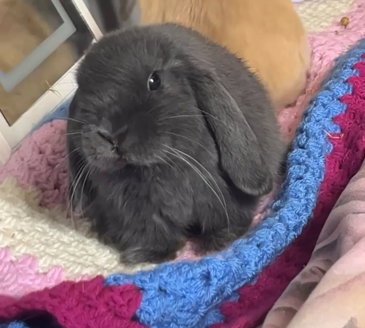 Blue Holland Lop Bunny - Image 4