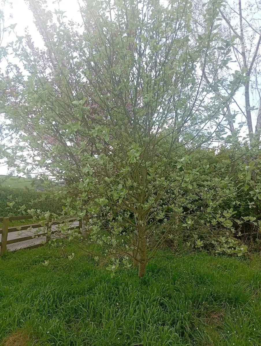 Mature Trees - Image 2