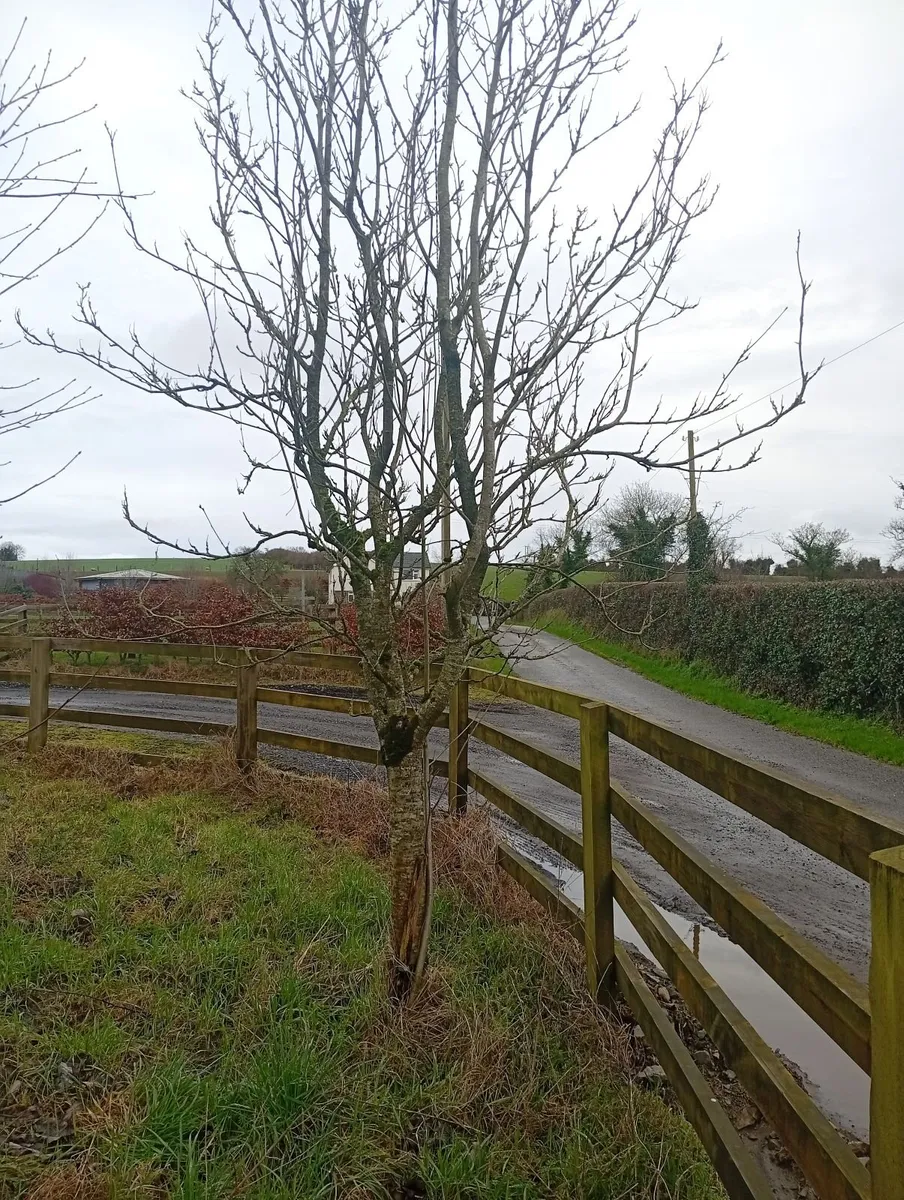 Mature Trees - Image 4