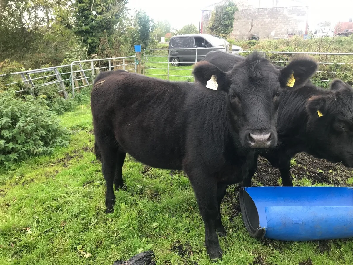 Pedigree Angus Heifers - Image 3