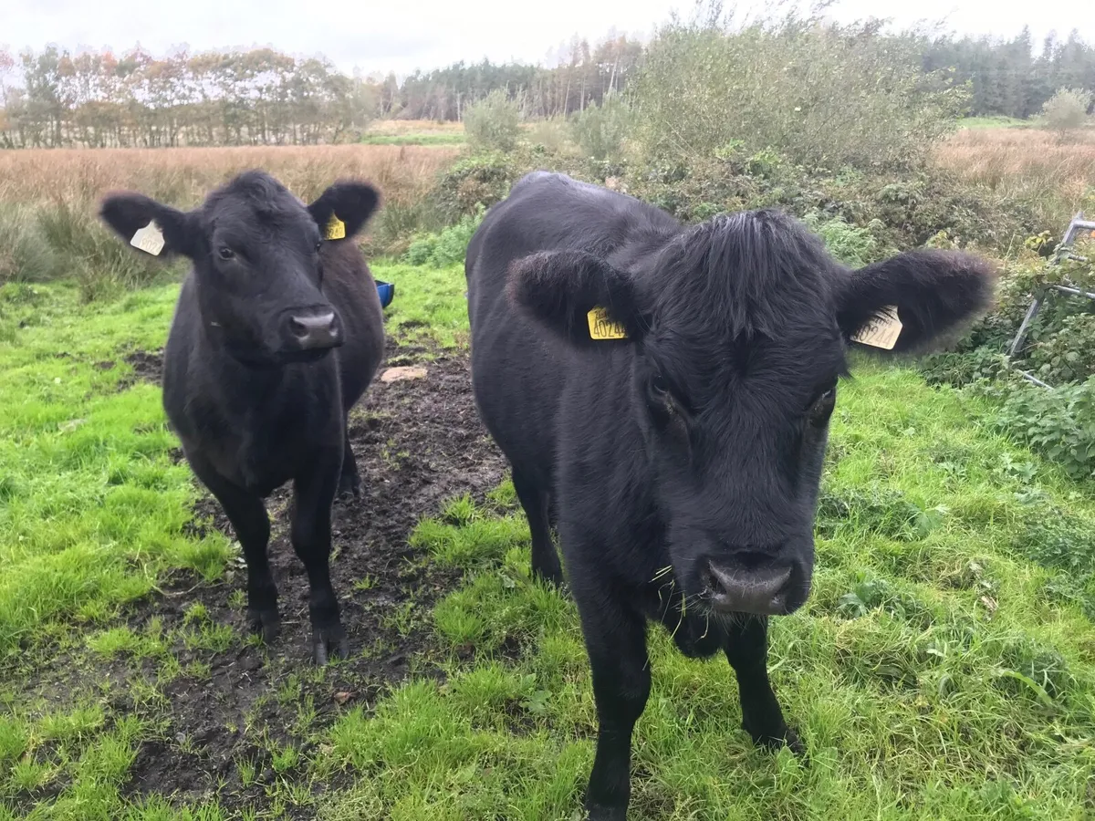Pedigree Angus Heifers - Image 4