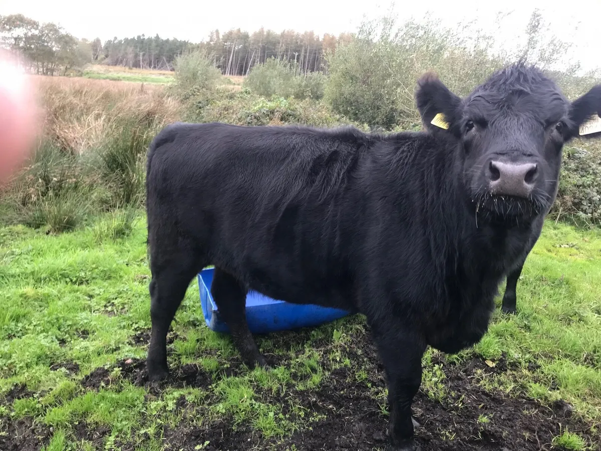 Pedigree Angus Heifers - Image 1