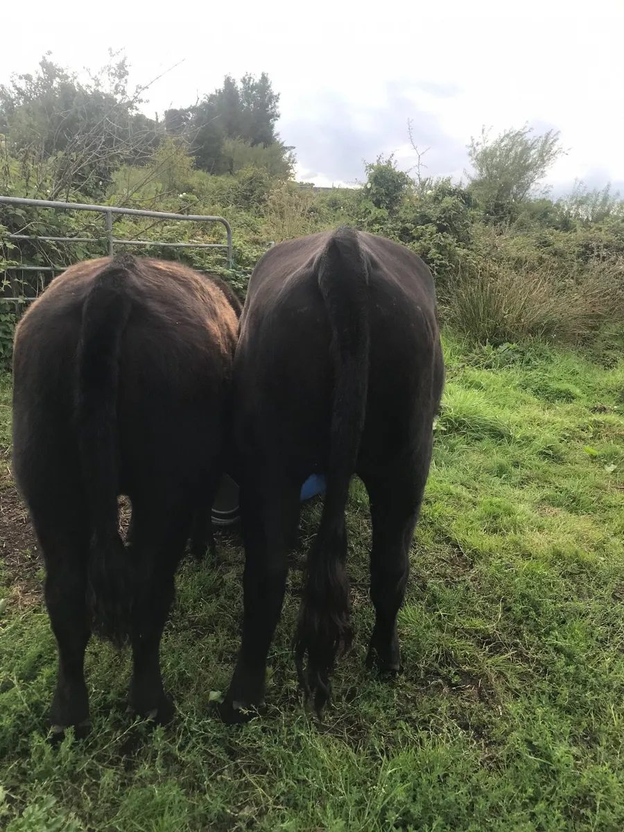 Pedigree Angus Heifers - Image 2