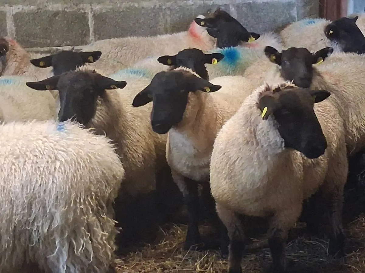 25 Super Suffolk Ewe Lambs - Image 2