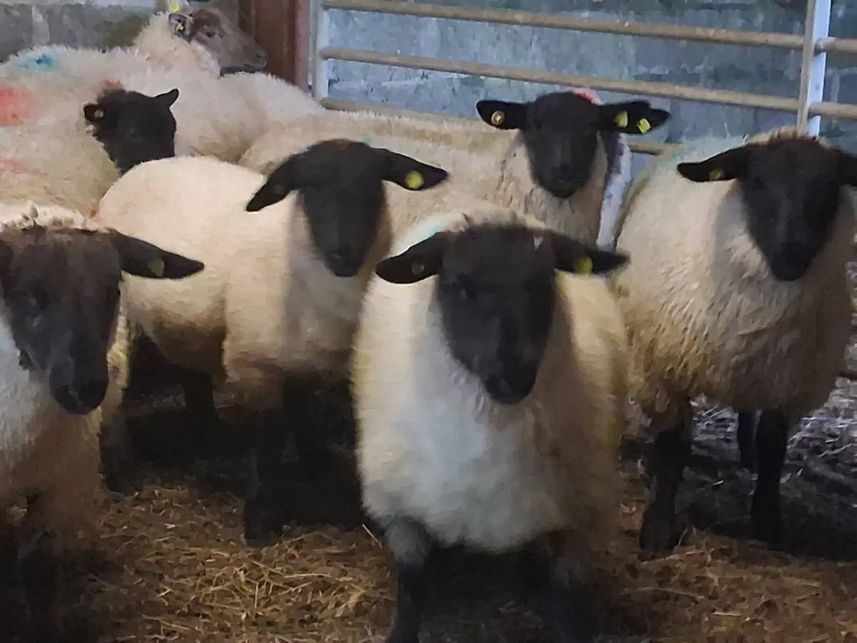 25 Super Suffolk Ewe Lambs - Image 3