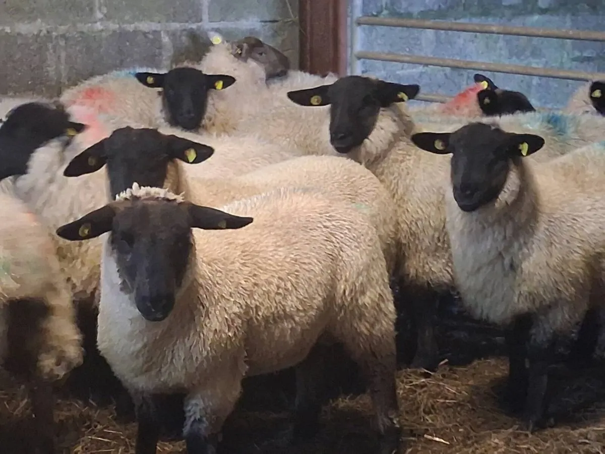 25 Super Suffolk Ewe Lambs - Image 1