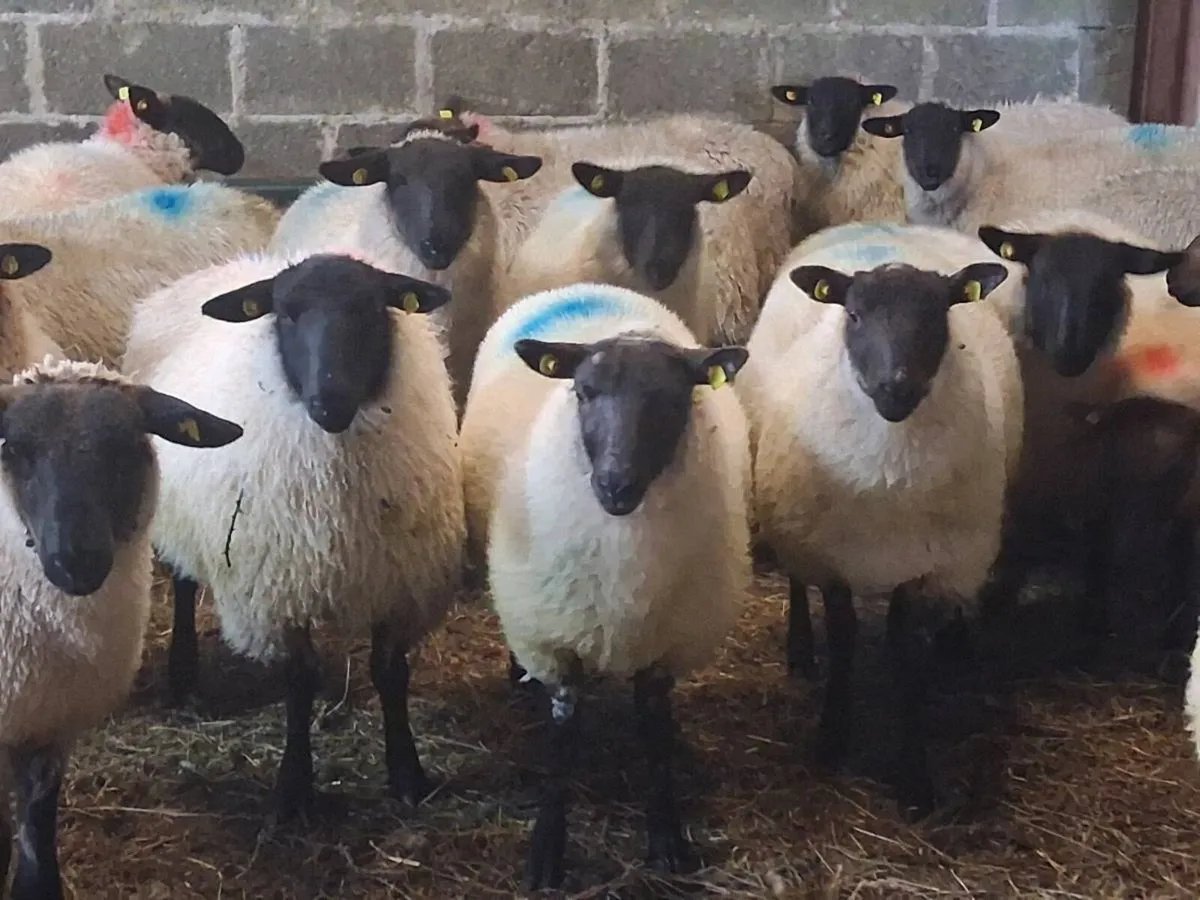 25 Super Suffolk Ewe Lambs - Image 4