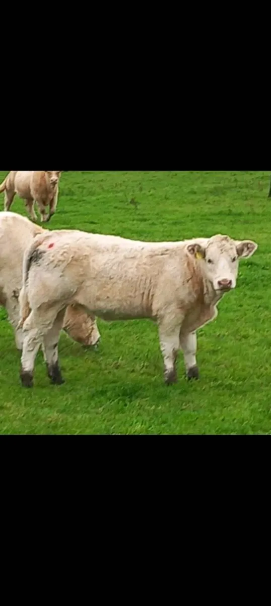SUPER Pedigree charolai heifer 🤩 - Image 1