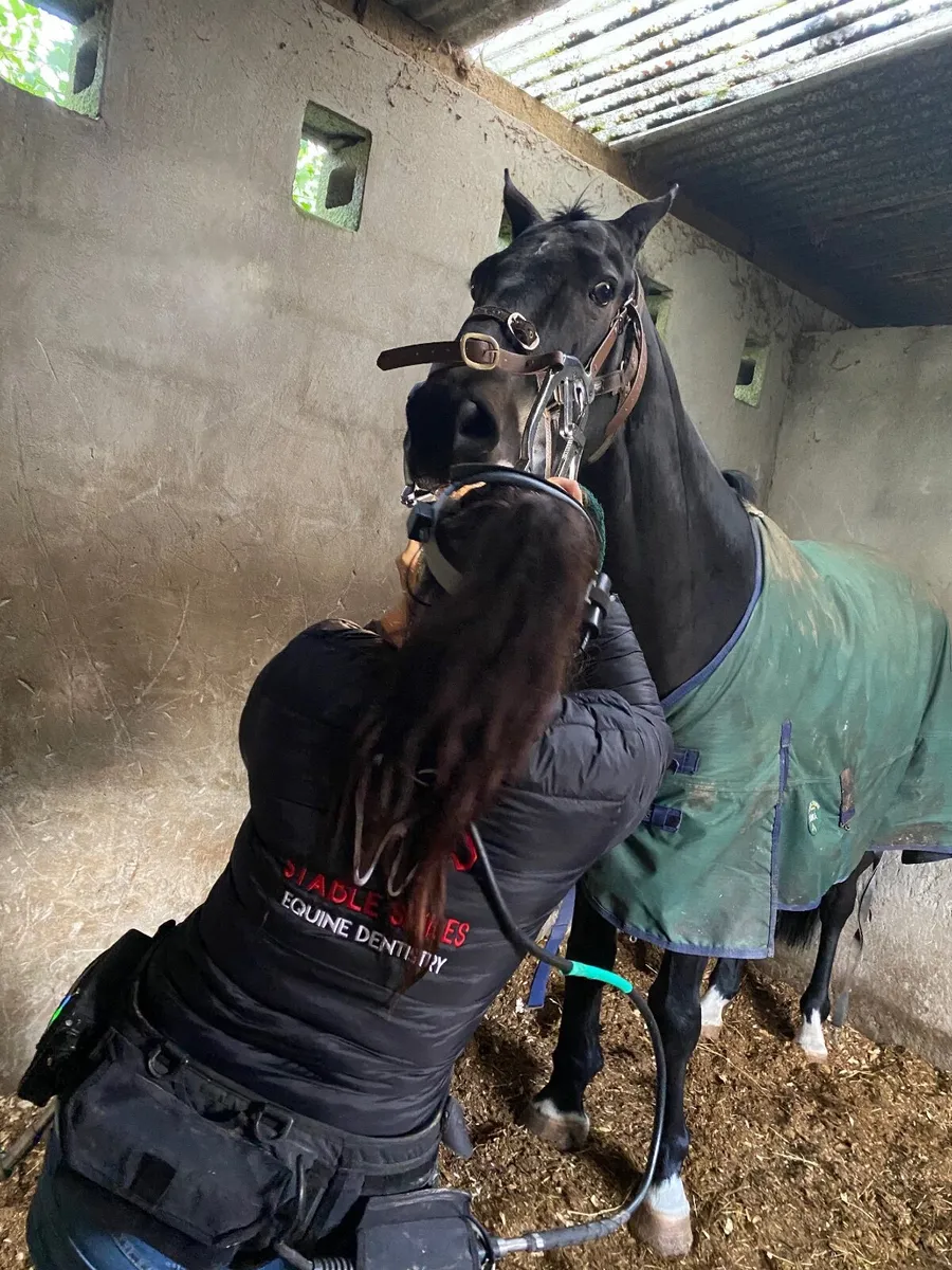 Equine Dentist - Image 3