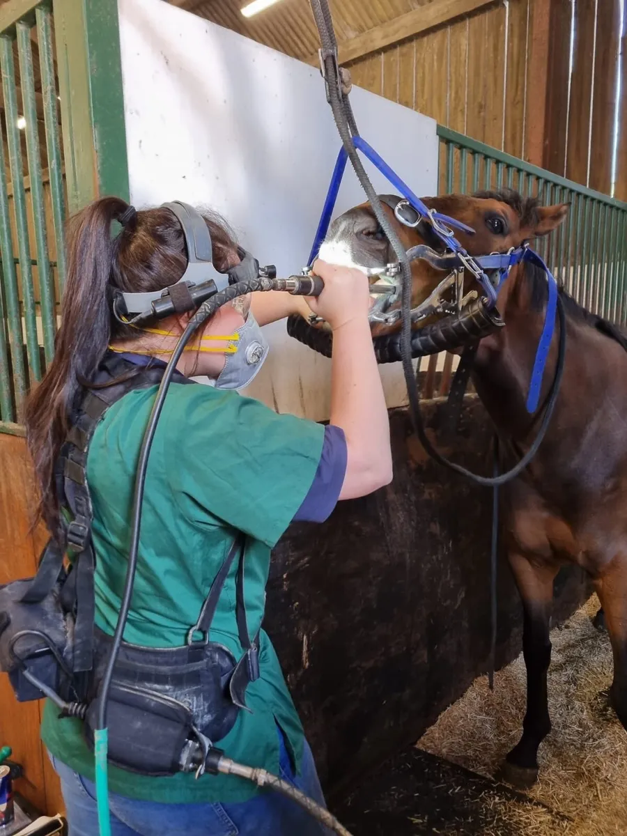 Equine Dentist - Image 2