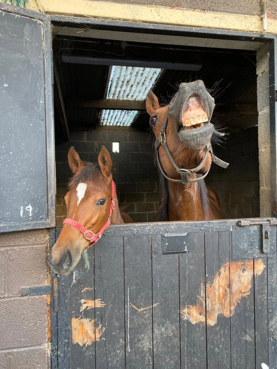 Equine Dentist - Image 4