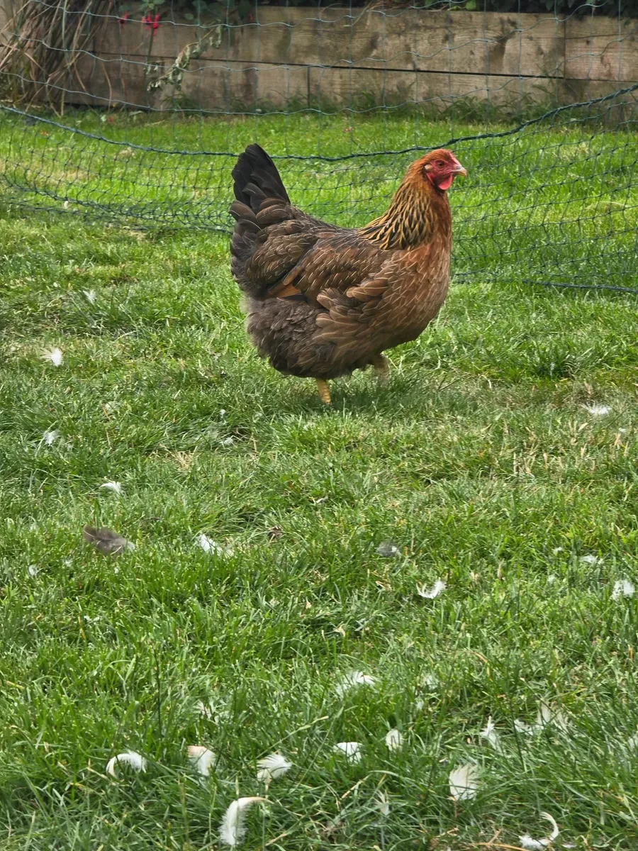 Laying hens - Image 2