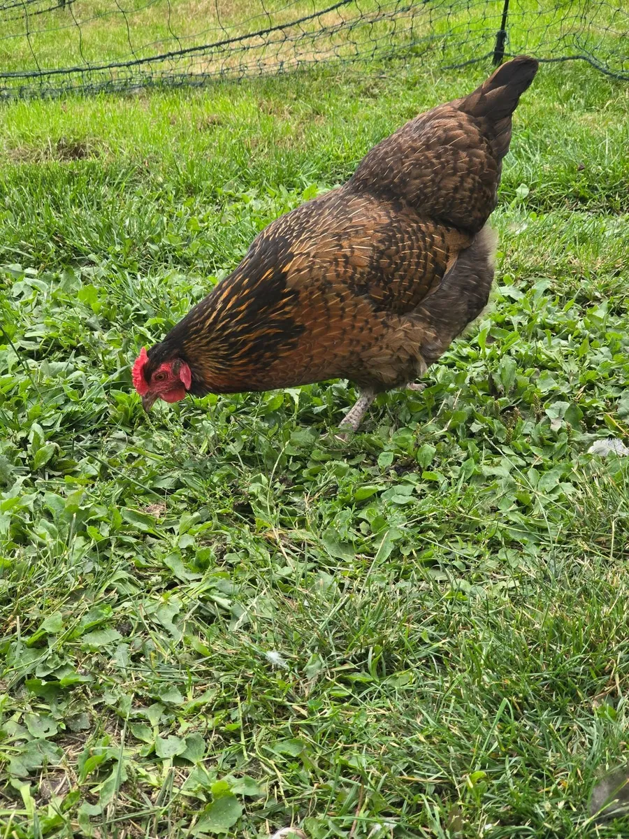 Laying hens - Image 1