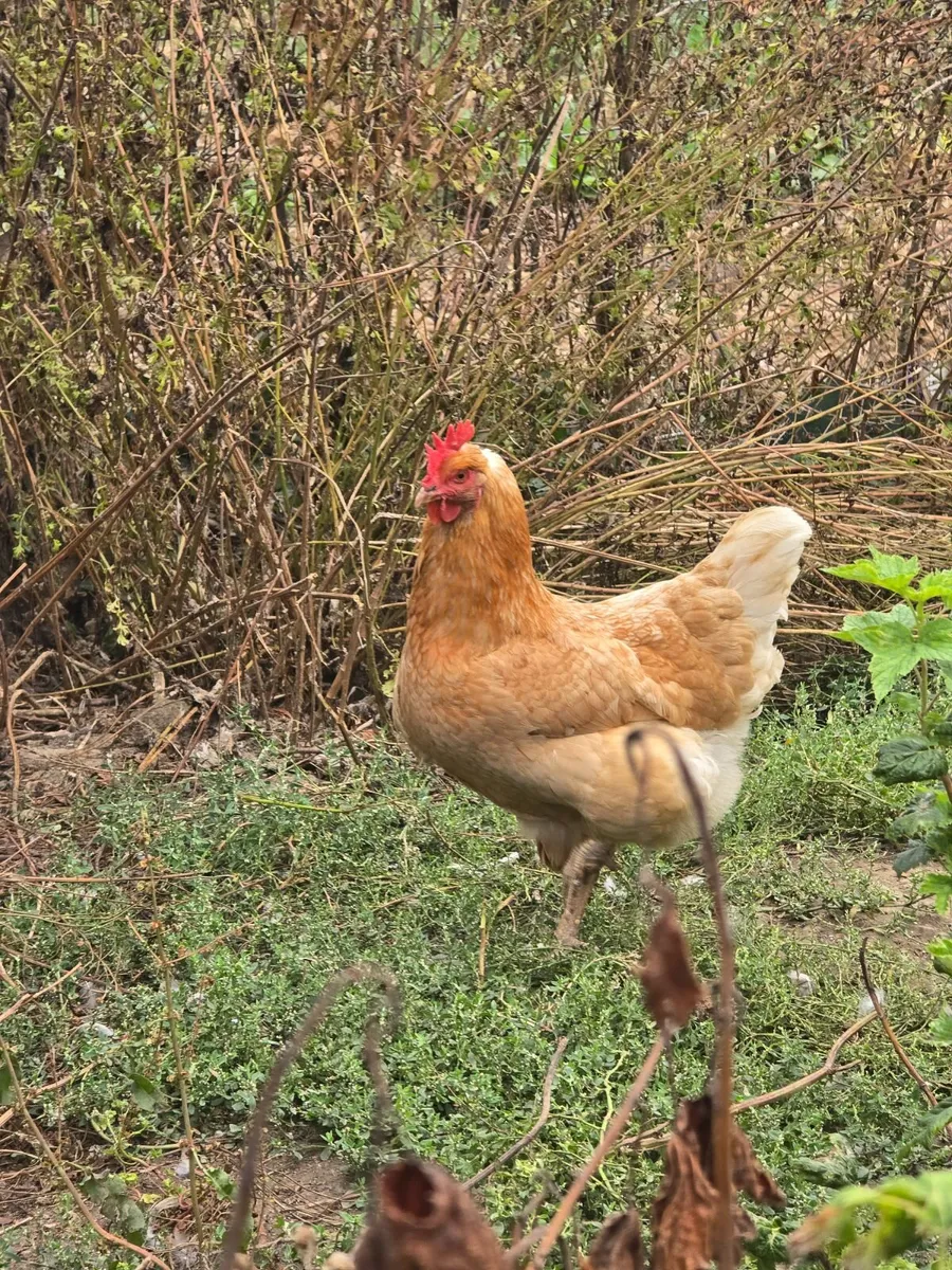 Laying hens - Image 4