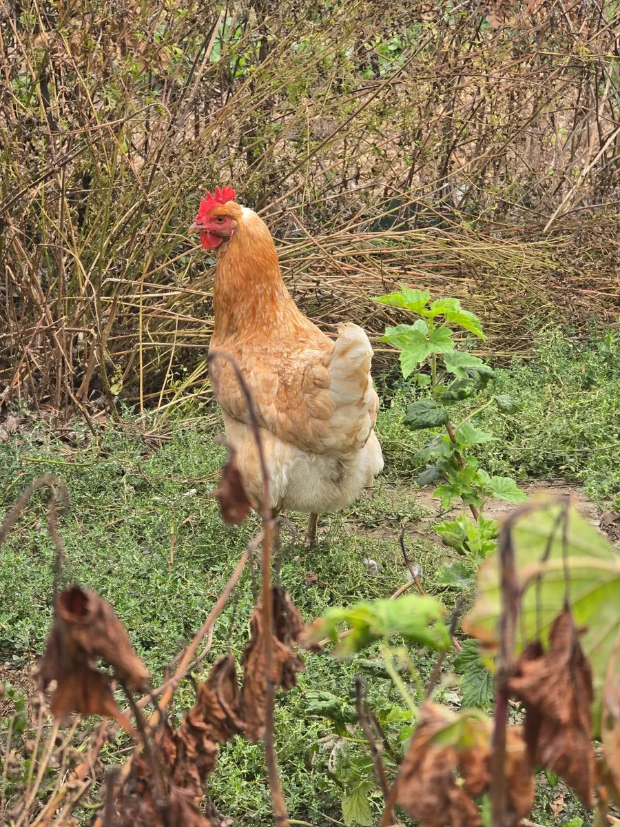 Laying hens - Image 3