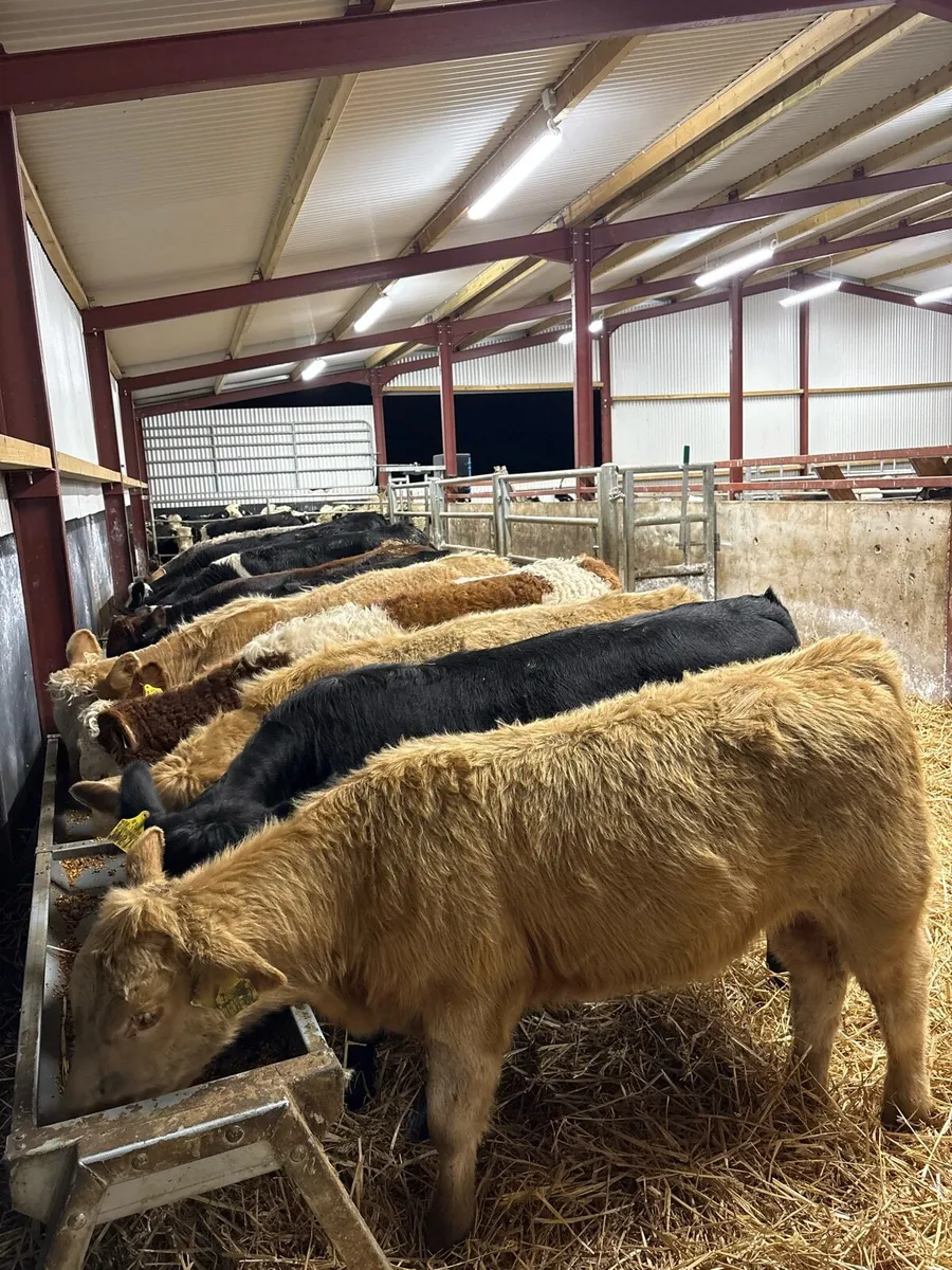 16 super 280kg suckler bred heifers🔥 - Image 1