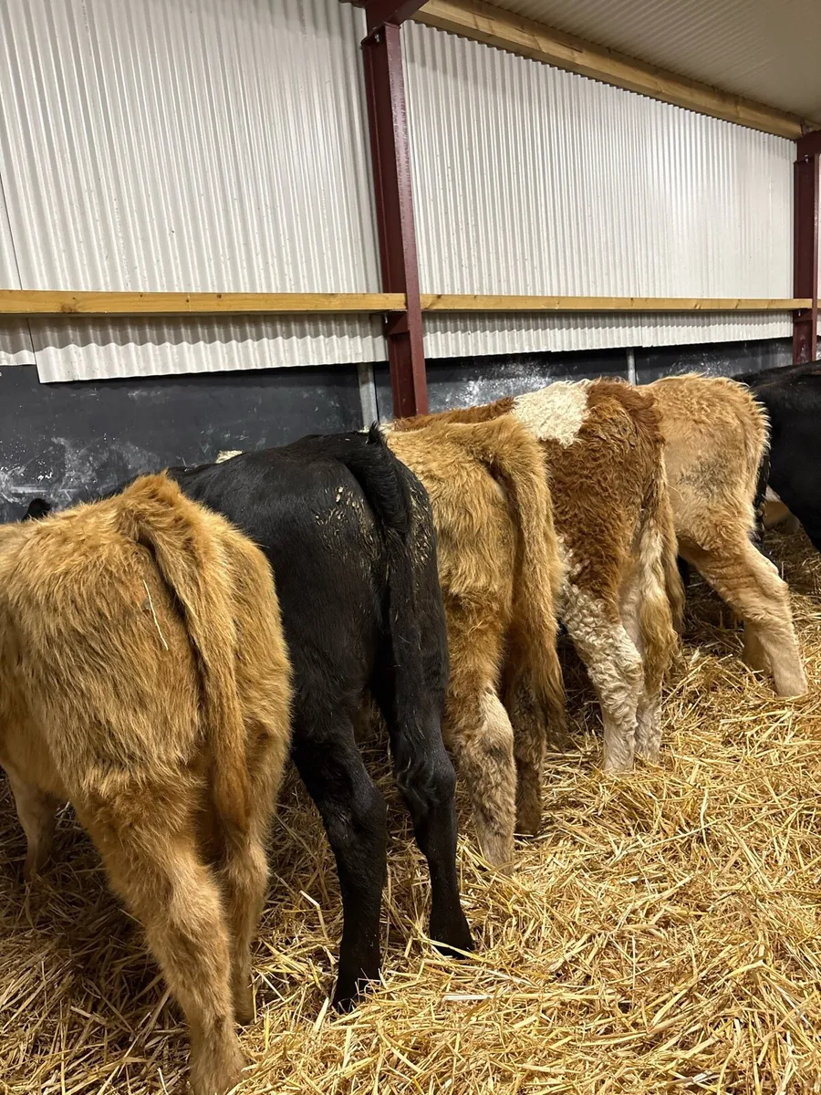16 super 280kg suckler bred heifers🔥 - Image 2