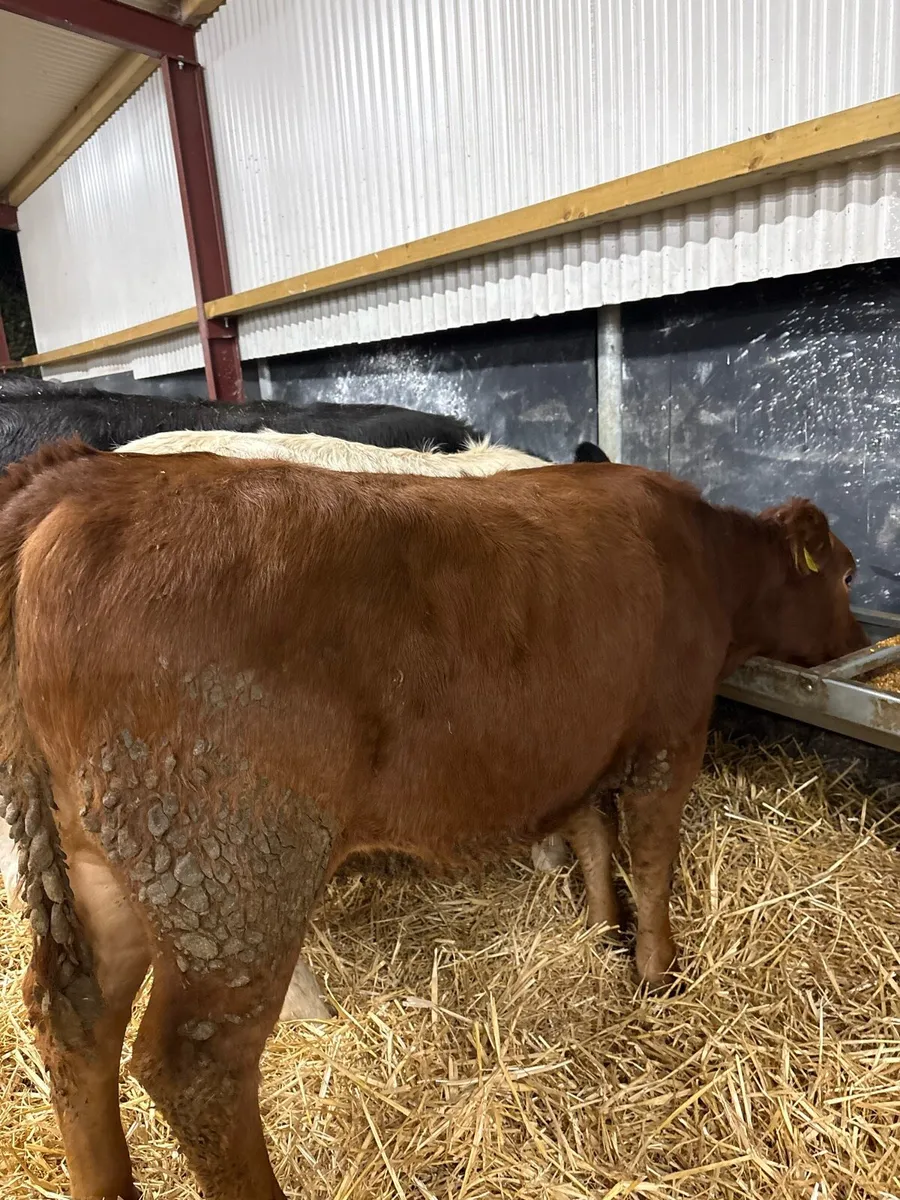16 super 280kg suckler bred heifers🔥 - Image 3