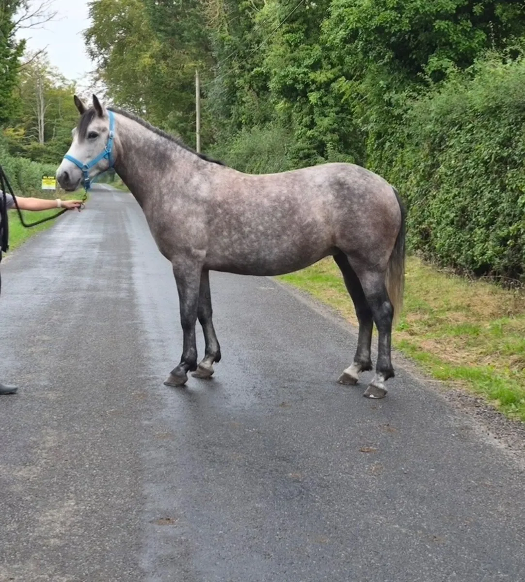 Connemara pony - Image 1
