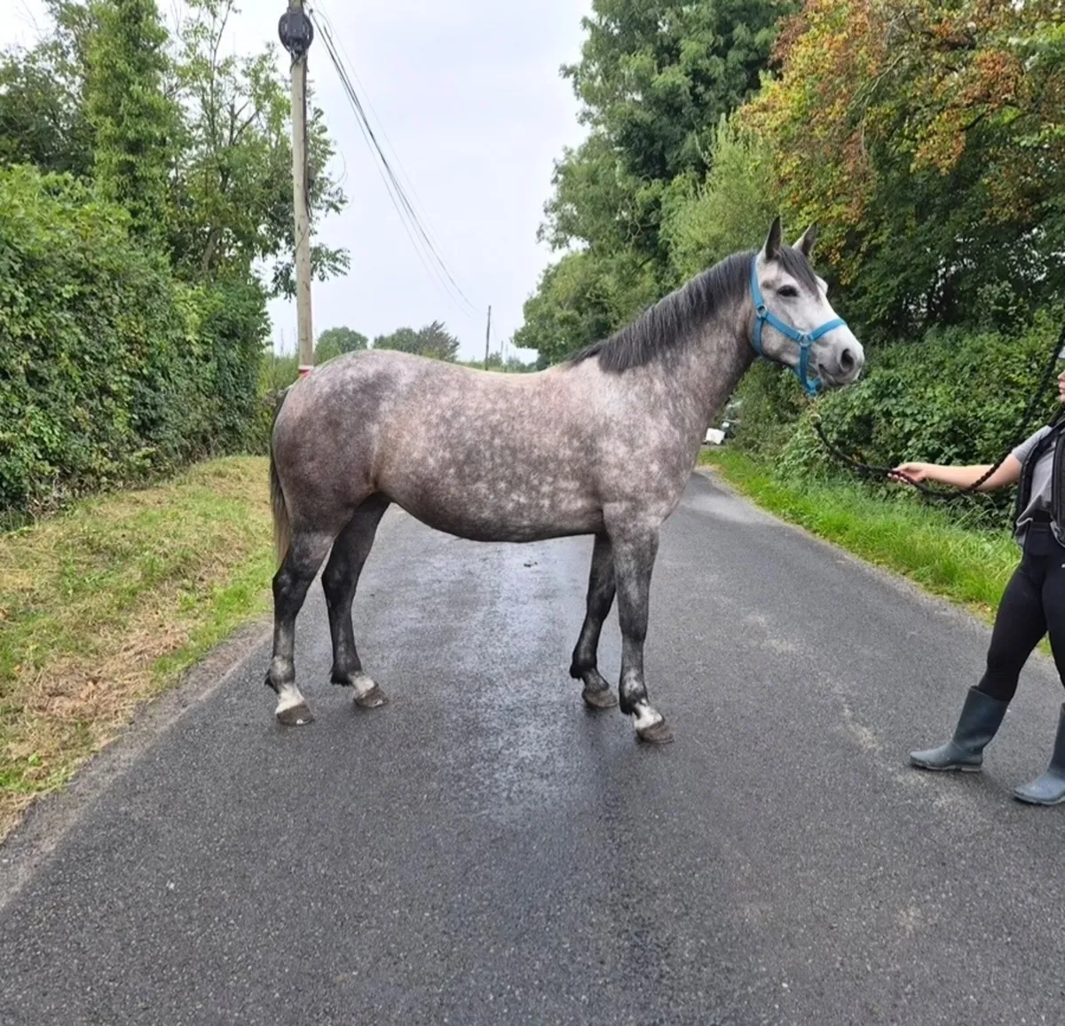 Connemara pony - Image 2
