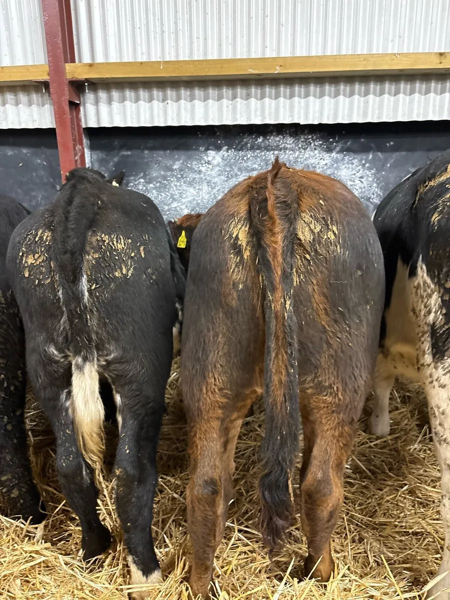 16 super 280kg suckler bred heifers🔥 - Image 4
