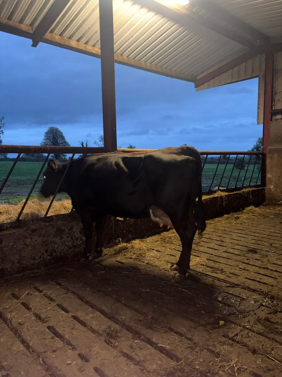 Foster cow - Image 2
