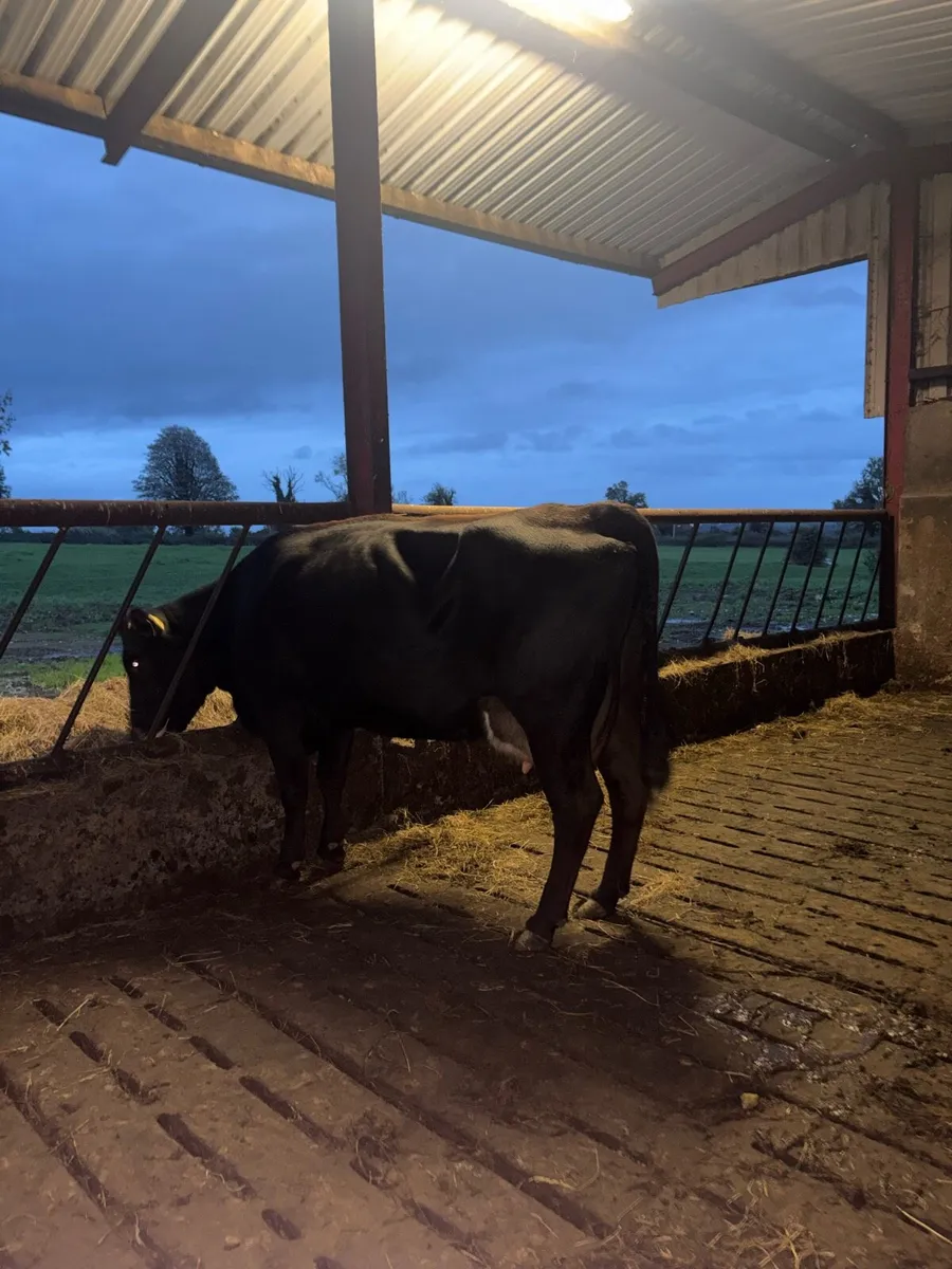 Foster cow - Image 1