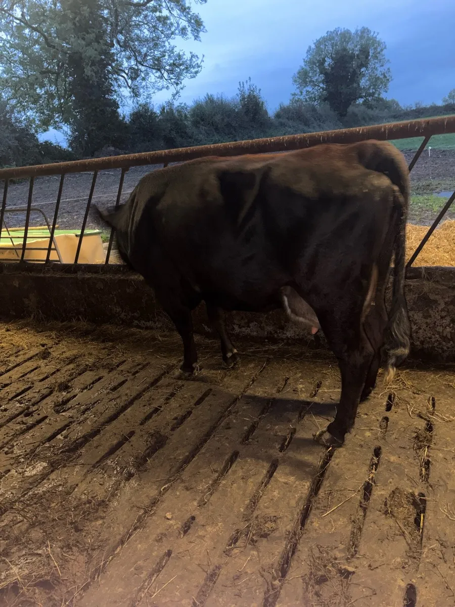 Foster cow - Image 3