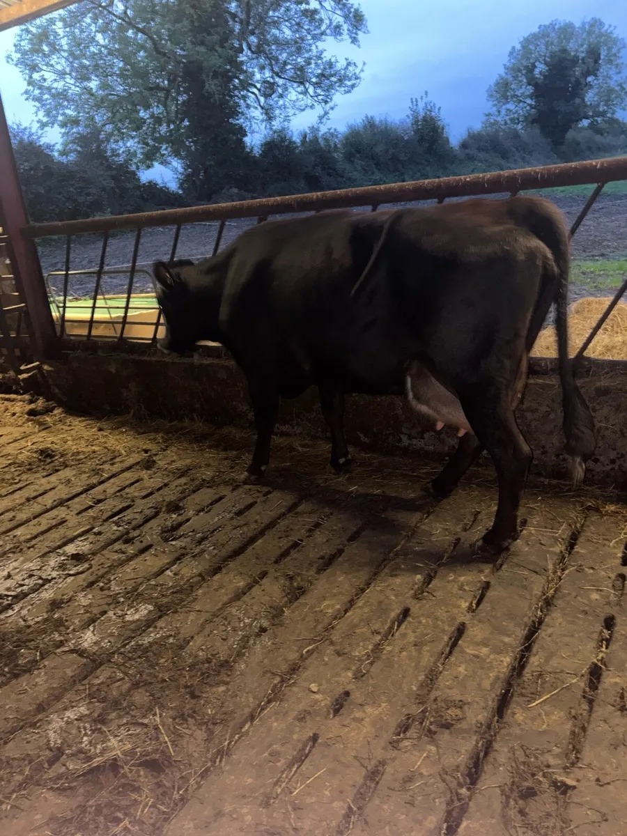 Foster cow - Image 4