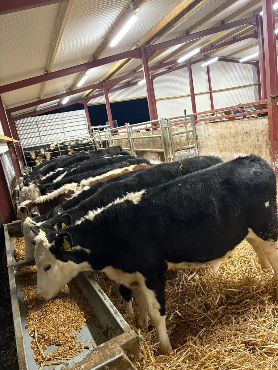 16 smashing 220kg Hereford heifers - Image 1