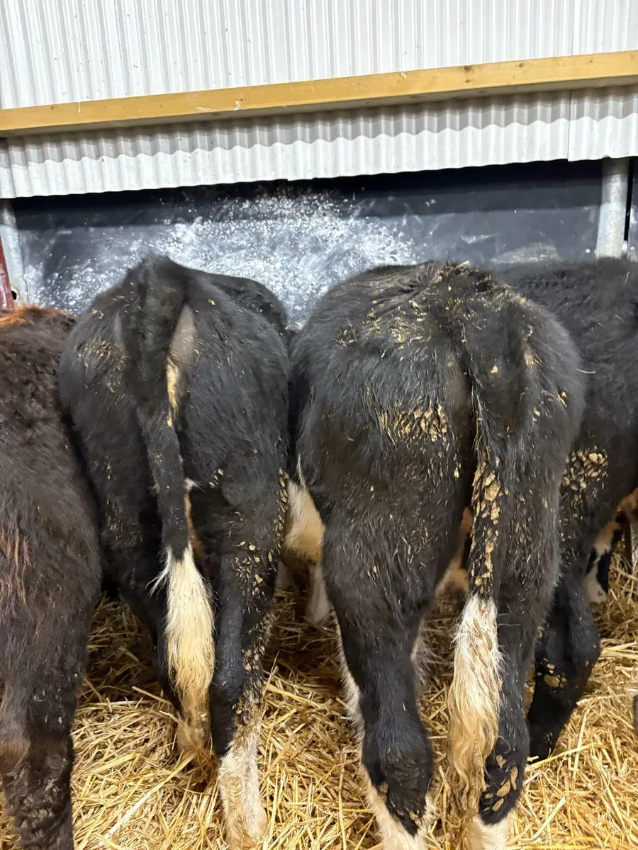 16 smashing 220kg Hereford heifers - Image 4
