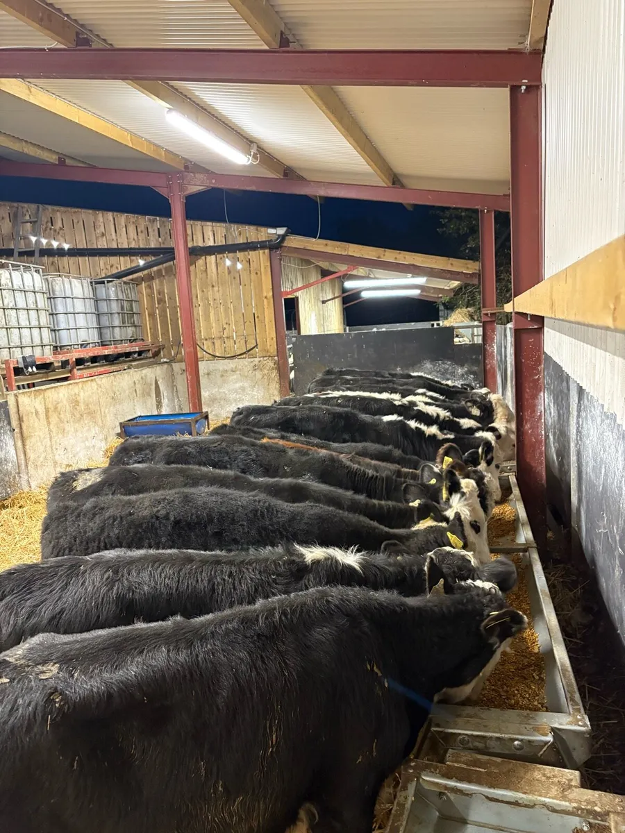 16 smashing 220kg Hereford heifers - Image 2