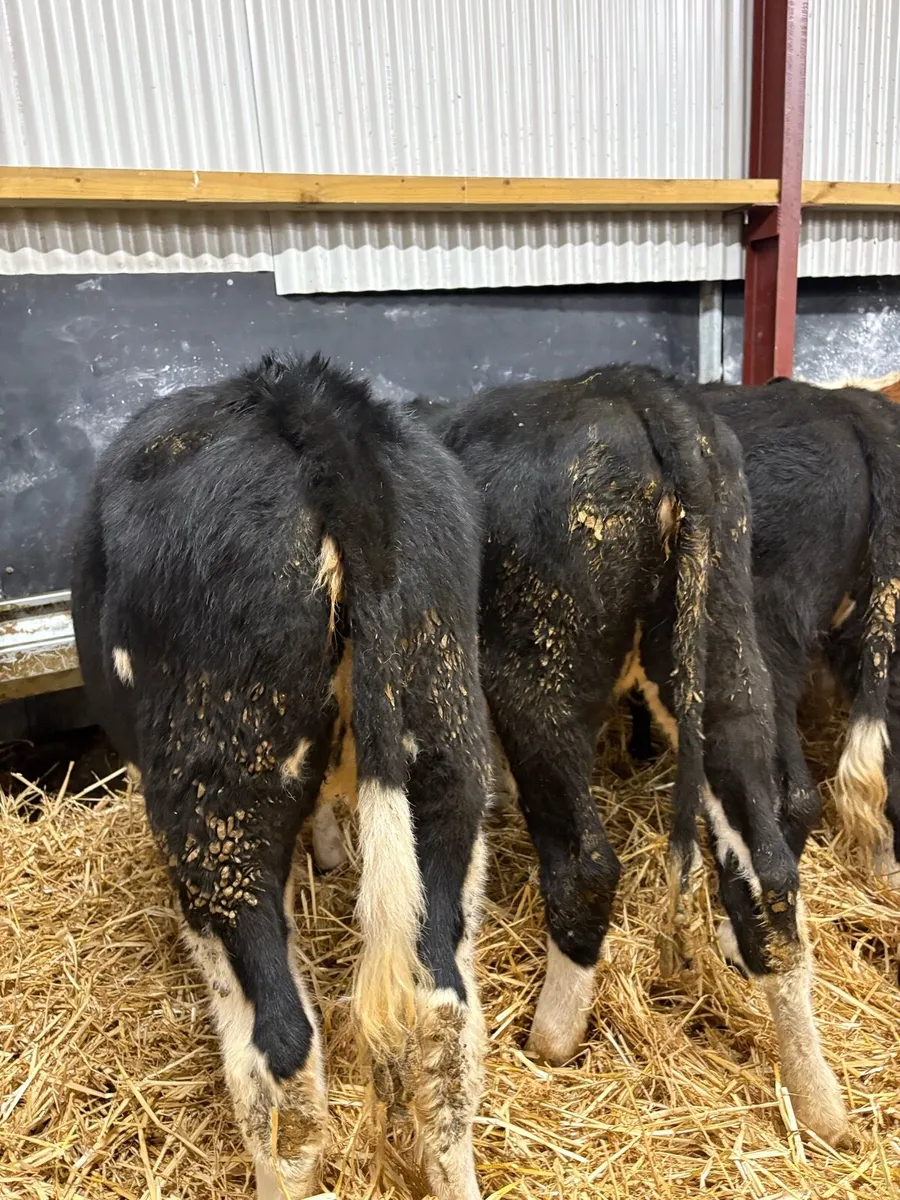 16 smashing 220kg Hereford heifers - Image 3