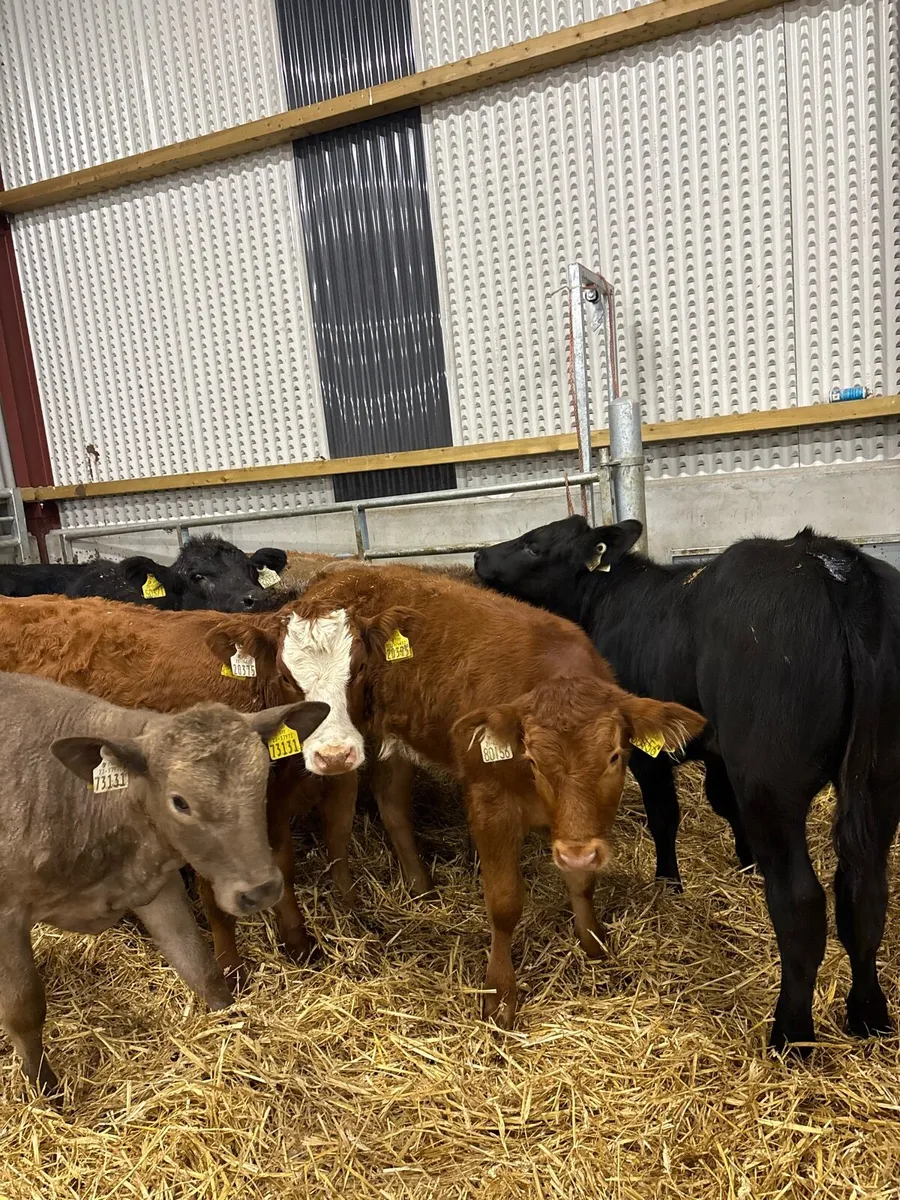 11 cracking continental bred heifers 🔥 - Image 1