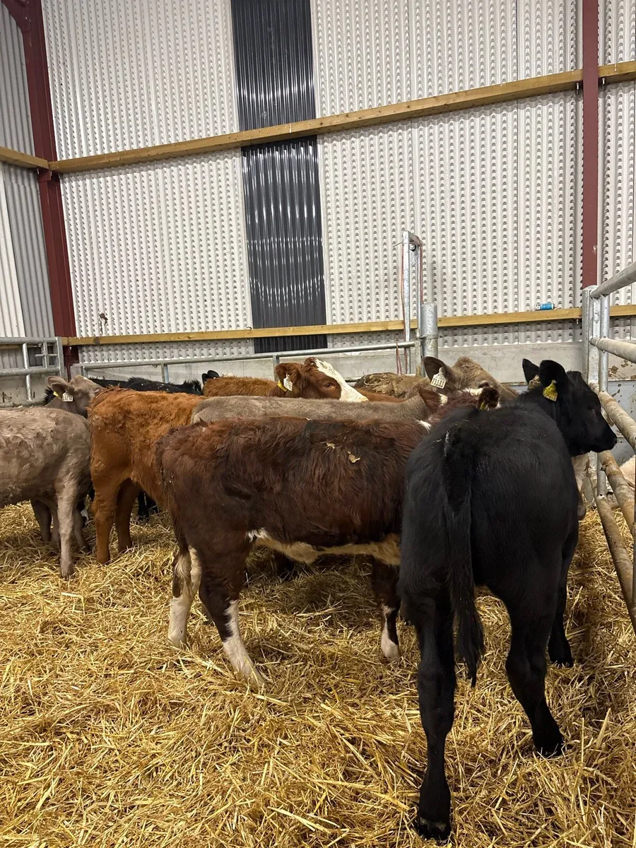 11 cracking continental bred heifers 🔥 - Image 3