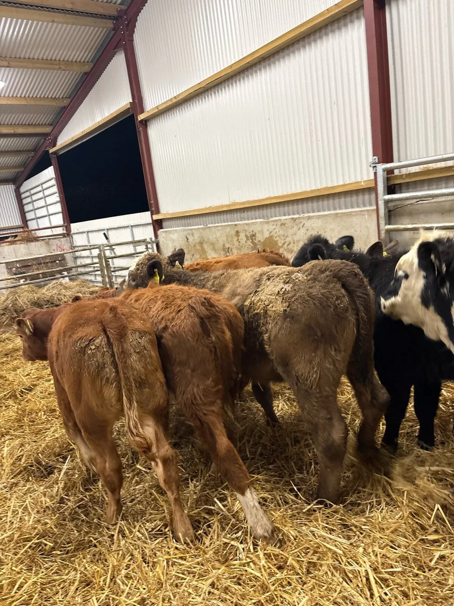 11 cracking continental bred heifers 🔥 - Image 2