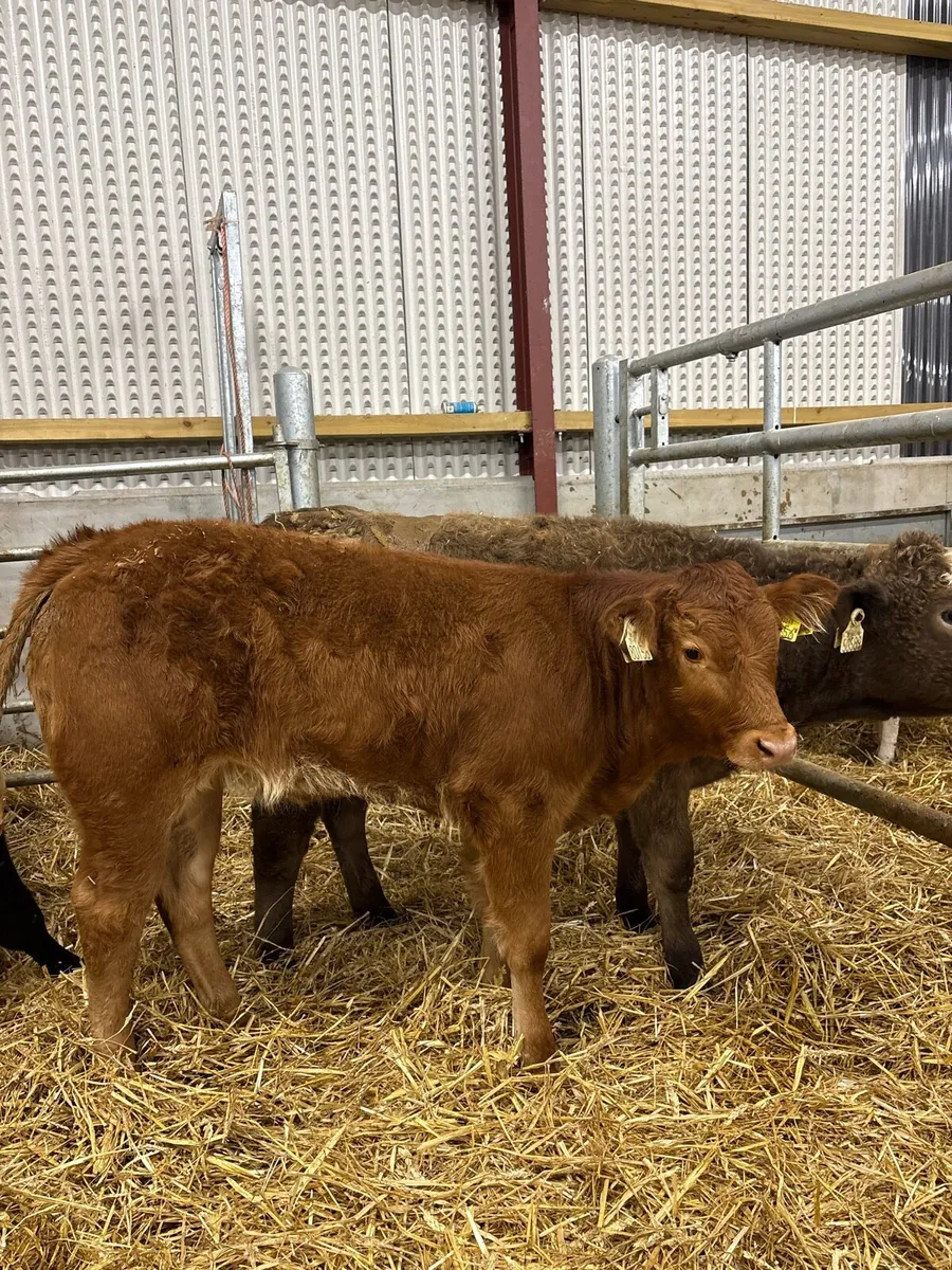 11 cracking continental bred heifers 🔥 - Image 4