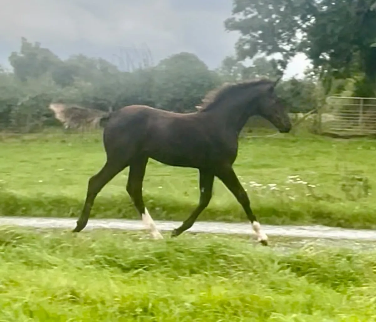 Colt Foal - Image 1